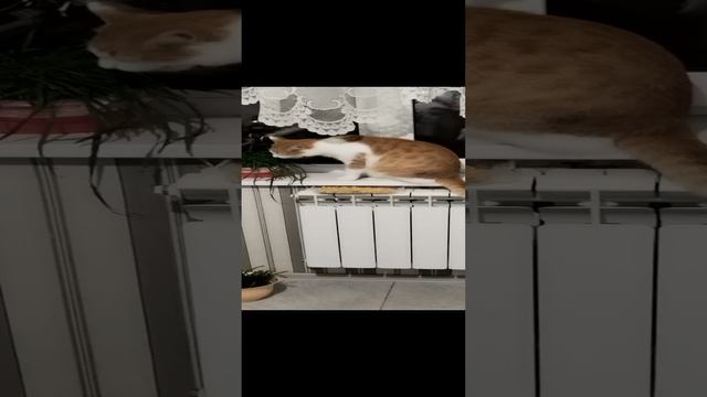 Перся пасётся на траве