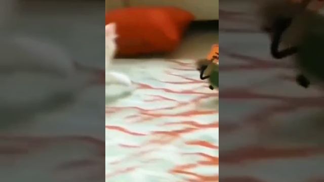 Не мешайте попугаю играть на гитаре