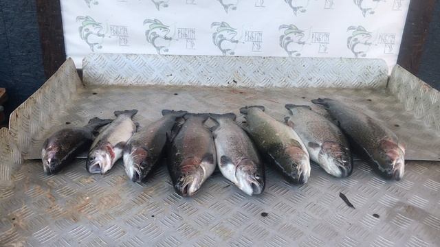 Улов форели на малом водоёме