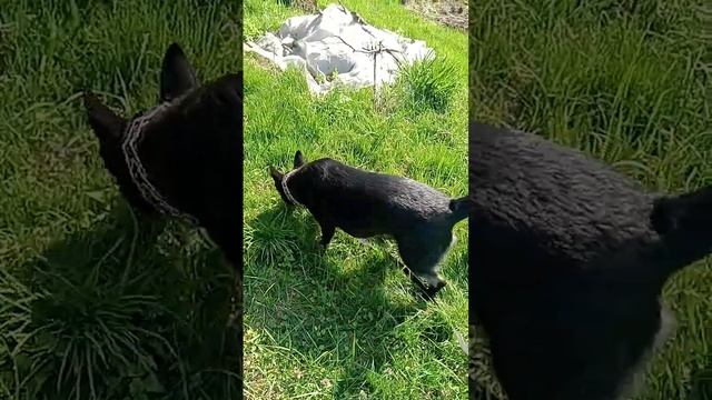 Обожаю гулять на зелёной траве... ;-)