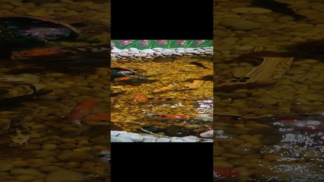 аквариум с карпами