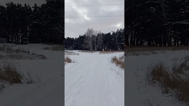 Эмма радуется снегу//Прогулка в сосновую сказку//Подпишитесь