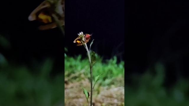 1000159166.mp4