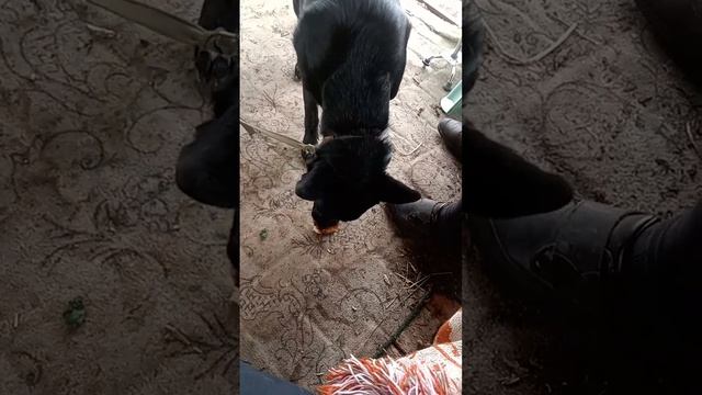 Какое вкусненькое мясо... после мангала... ;-)