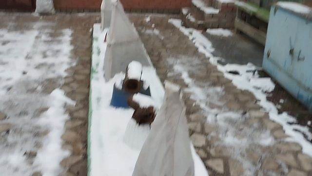 Выпал первый снежок укрыл мои растения