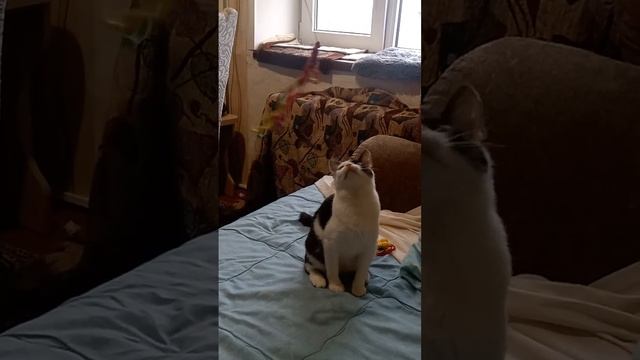 Играюсь с дразнилкой ;-)