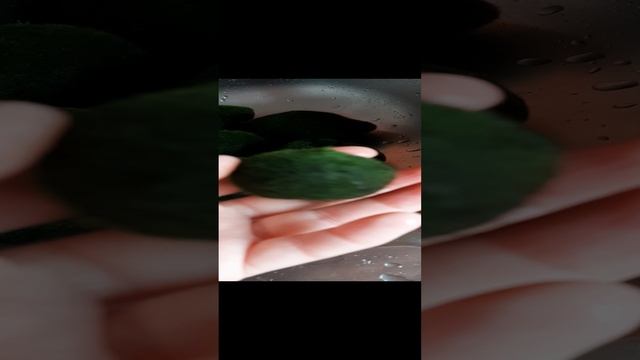 Маримо - подарок в вазе. Комнатное водяное растение.