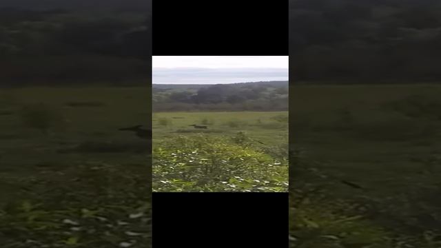 Встреча с лосем))