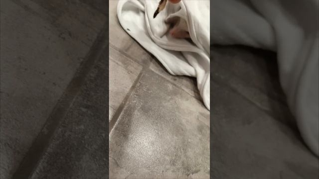 наживка для ежа