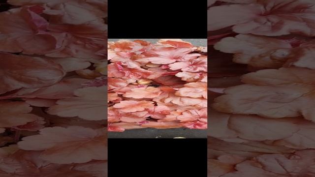 Гейхеры Блади Дайнозор и Файер Эларм уже  в наличии! 89192346048-Ватсап для заказа.