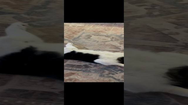 Релакс на двоих .mp4