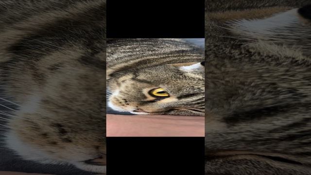 ЧЕССИ🐯ВСЕГДА РЯДОМ