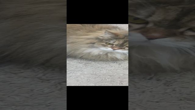 обзор на кошку