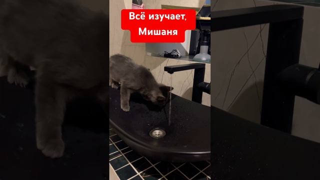 Мужик растёт! Всё нужно проверить #чихуахуа #юмор #собака #собакаулыбака #прикол #приколысживотными