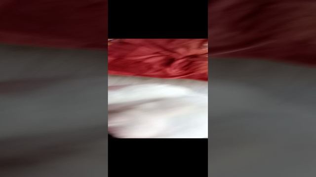 стаф :) собака загрызака