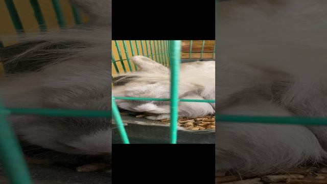 НАСТОЯЩИЙ АФРИКАНСКИЙ ЗАЯЦ #кролик #заяц #хомяк #морскаясвинка