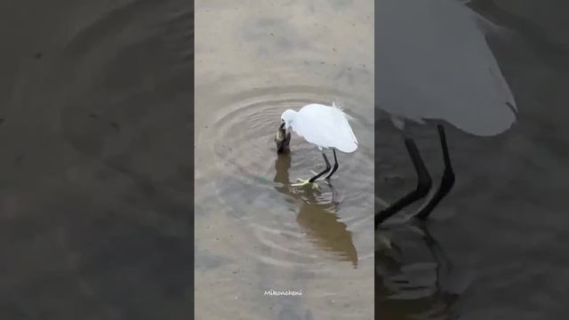 Цапля спасает рыбку