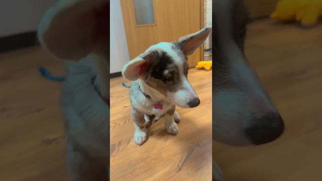 Пришел кот