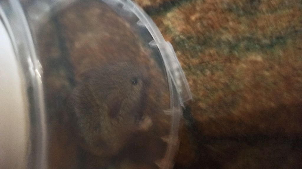 🐭