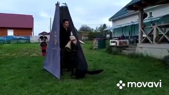Rantonina Sherlock barking