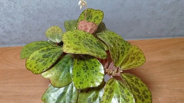 Begonia Blancii Mottled Form. 02.11.24