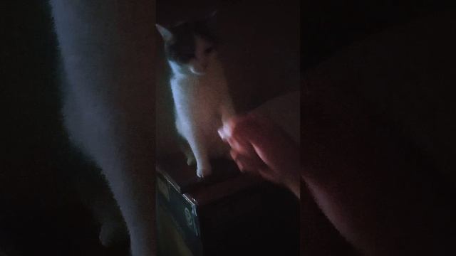 Котейский бокс. видео с тренировки.