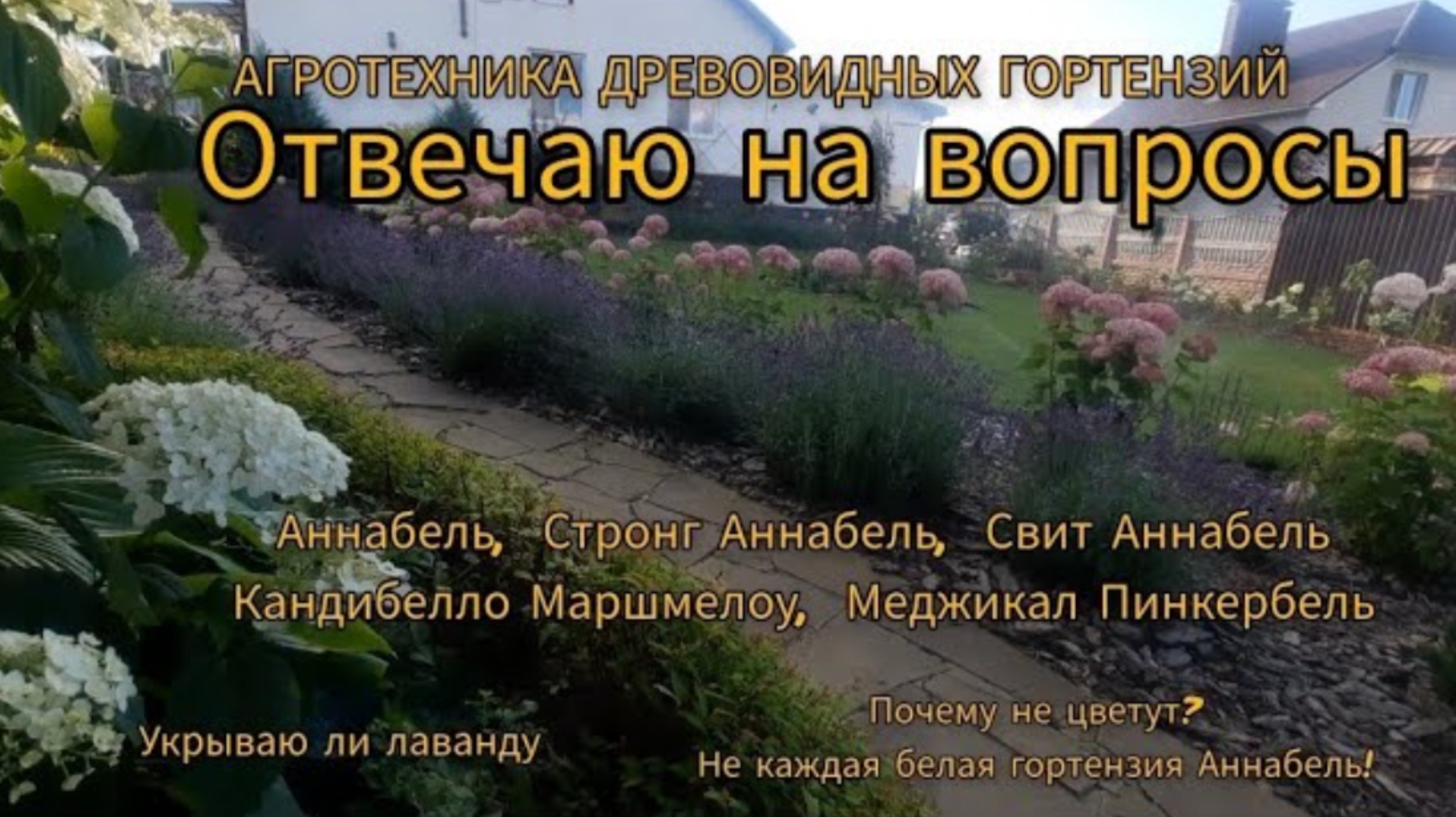 АННАБЕЛЬ, СТРОНГ АННАБЕЛЬ в разн.усл., Агротехника,а так же Медж. Пинкербель,Кандибелло Маршмелоу.