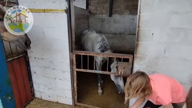 "Белогривые лошадки" август 2023 год, Мариуполь. Иппотерапия для особых детей.