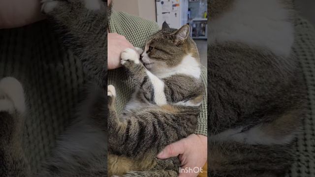 Веселые котики#котики#смешныекоты#юмор