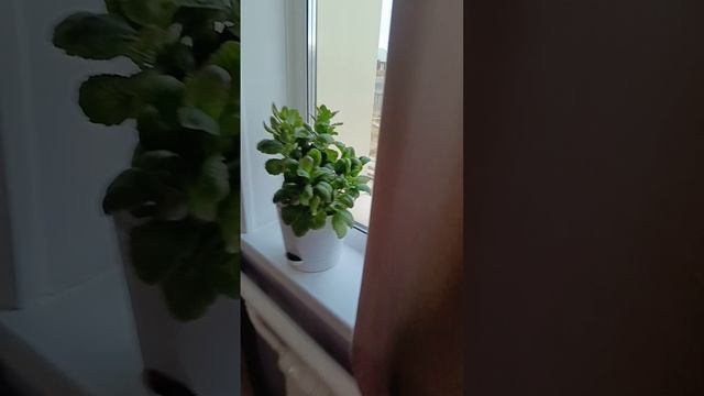 Каланхоэ