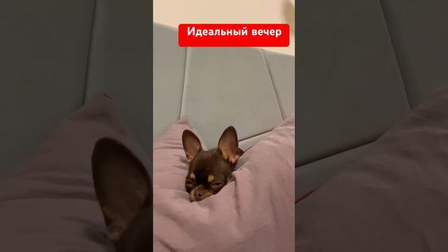 Как она лежит #чихуахуа #собакаулыбака #собака #прикол #щенок #christmasmusic #собаки #животные