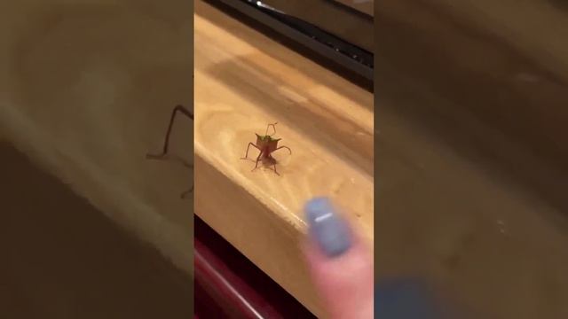 Бро передает привет