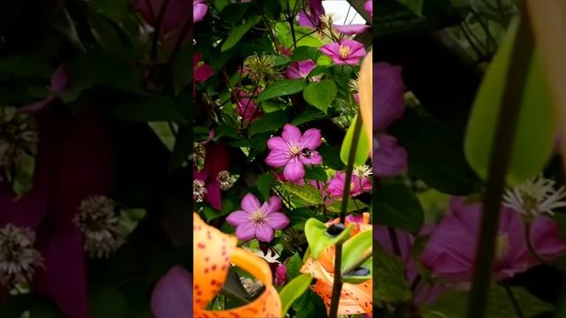 Цветное лето. Дмитрий Шлапак