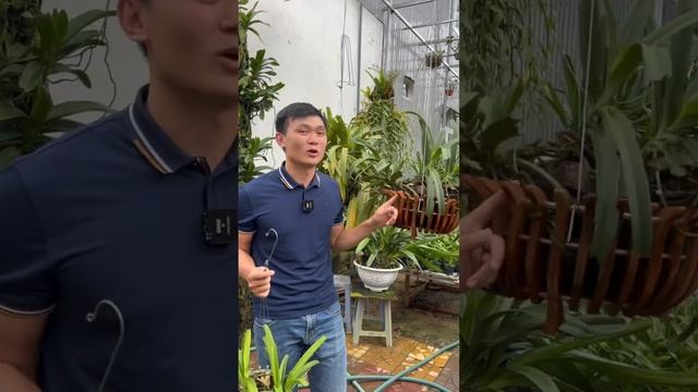 Lan đuôi chồn trồng vào chậu gỗ