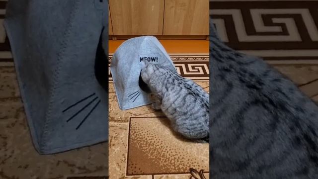 Машки новый домик🐱