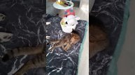 МаламутБалто. Каменск-Уральский.mp4