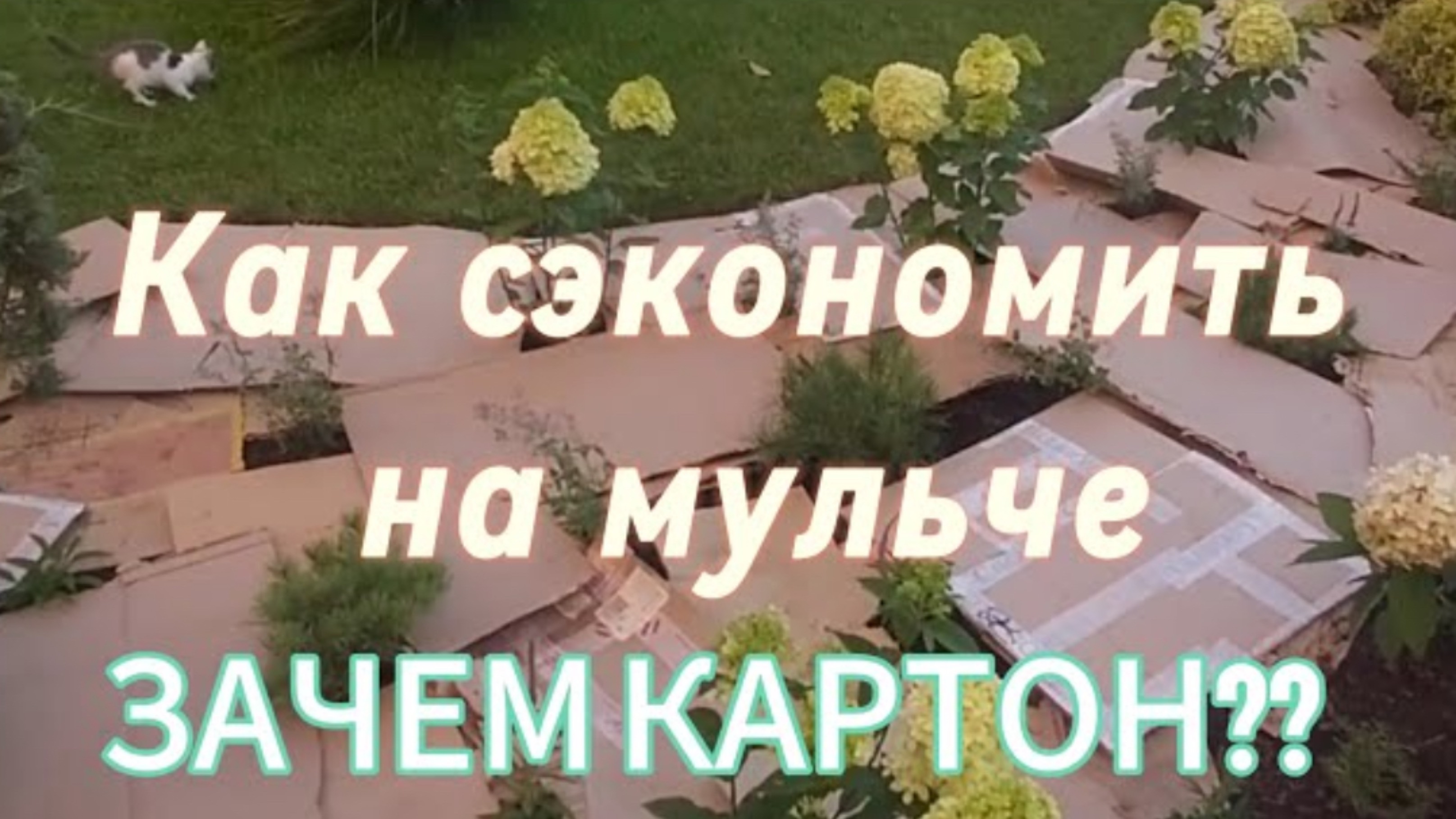 Мульчируем правильно. Картон и мелкая фракция коры.Полоть больше не нужно! Как сэкономить на мульче!