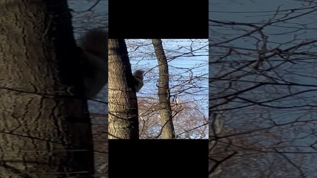 Какая ПРЫГУЧАЯ БЕЛКА☺️
