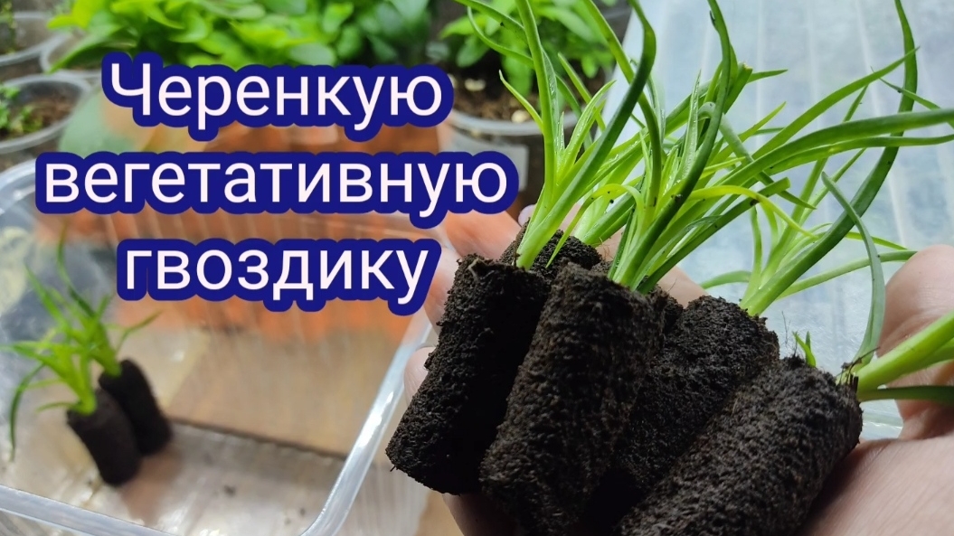 Черенкую гвоздику вегетативную. Укореняю в кокосовых пробках.