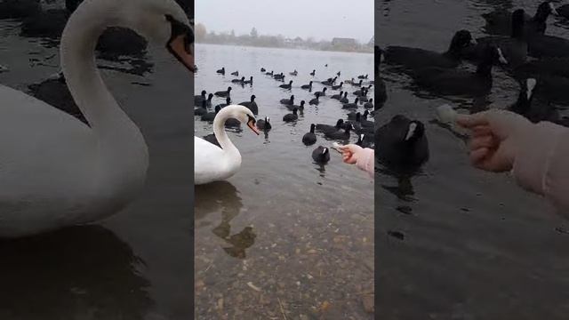 Круглое озеро в Горячем ключе. Лебединое 🦢 озеро. Горячий ключ #горячийключ #shorts #лебеди