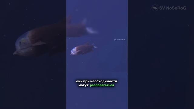 Вы знали о такой рыбке?😉#shorts