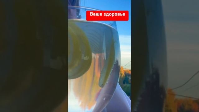 Погода супер #чихуахуа #собака #собакаулыбака #приколысживотными #собаки #смешныеживотные #топ