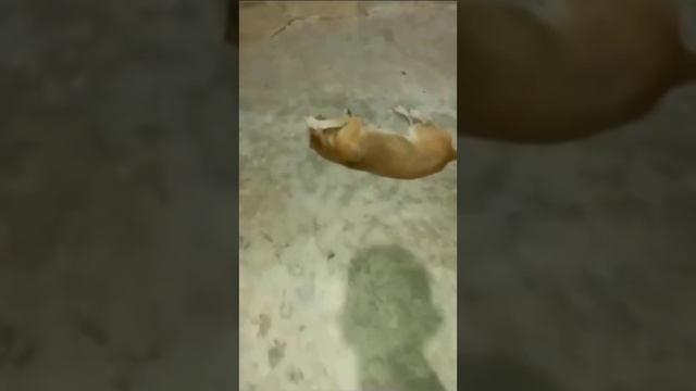 Пёсик наслаждается волшебным пением девушки 😂