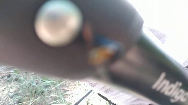 Оса Журчалка