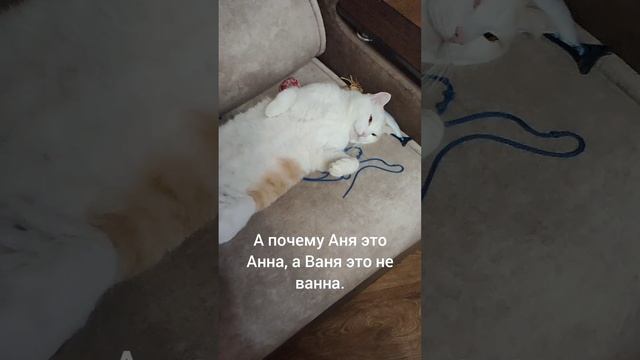 Кот Хвостик