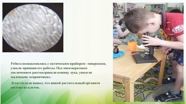Проект "Огород на подоконнике" Подготовительная группа