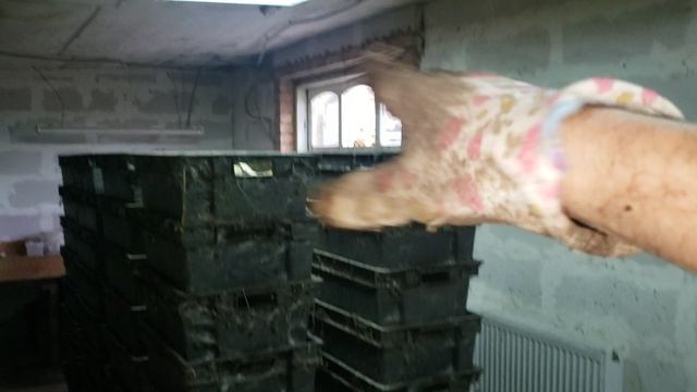 Солома для навозного червя .