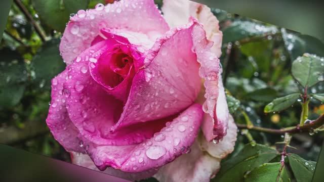 Капельки. Шопен. _ Chopin - Nocturne in C Sharp Minor (No. 20) _ 1 Hour