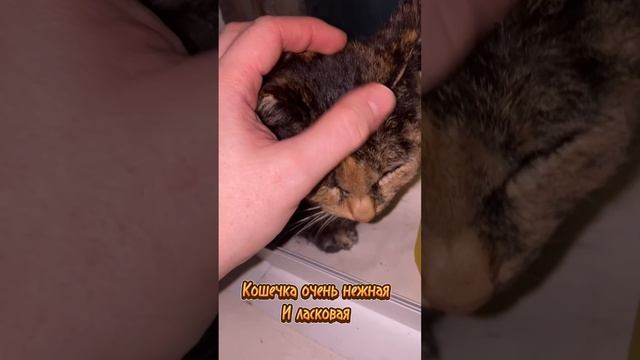 Нашли кошечку на улице…