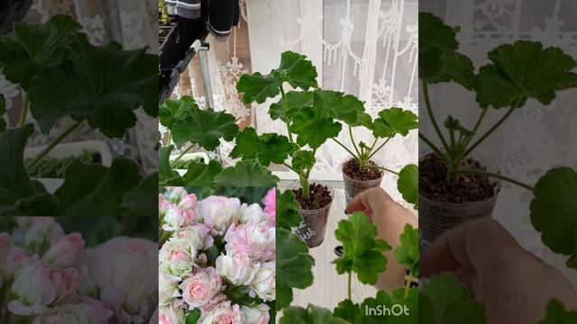 Черенки пеларгонии #черенкипеларгонии
